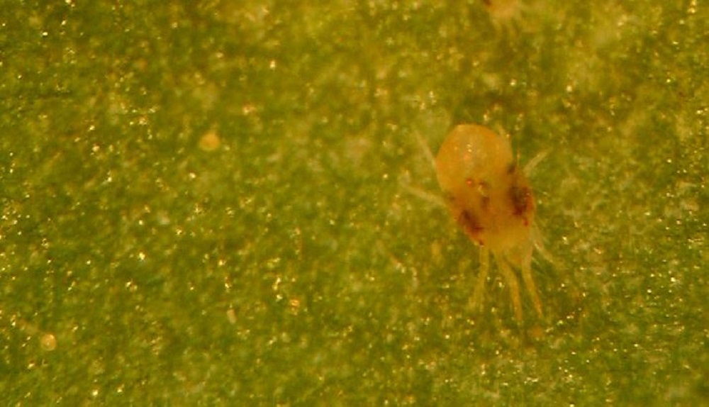 Spider mite